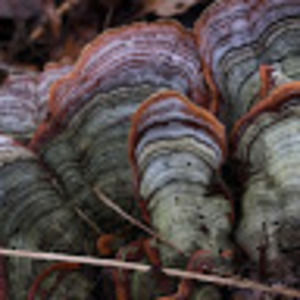 Meet your Posher, Adelaide